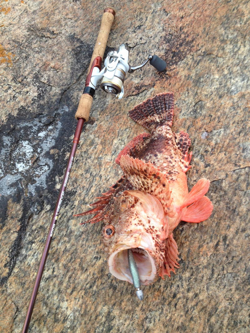 weekend fishing off the south coast stones with some epic catches